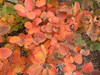 Fothergilla gardenii 'Dwarf Fothergilla' #5