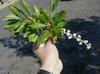 Myrica pensylvanica 'Bayberry' #3