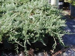 Juniperus horizontalis ‘Bar Harbor’ #1