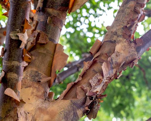 Acer griseum 'Paperbark Maple' 5-6' ht - MS - IN #20 POT