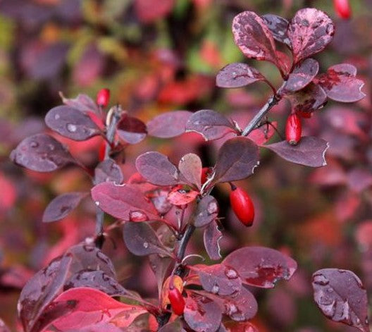 Berberis thunbergii 'Crimson Pygmy'