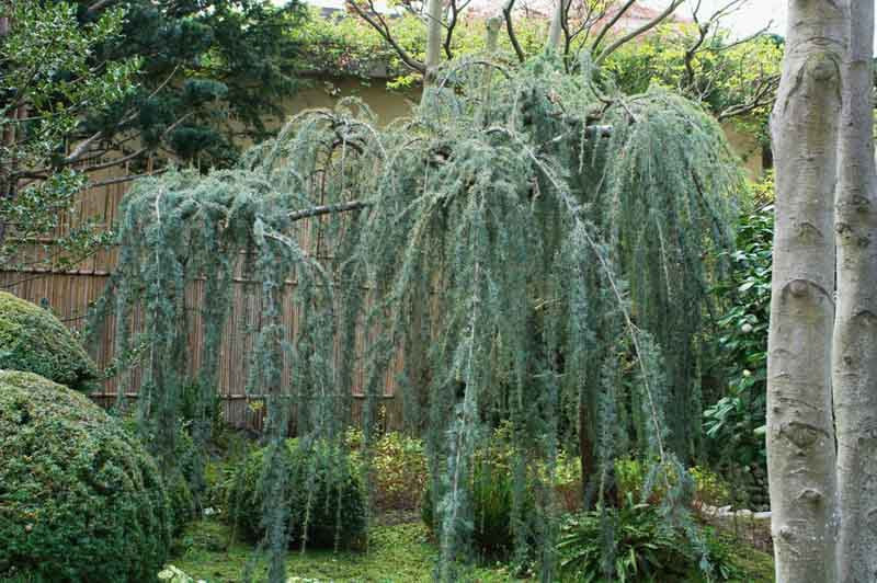 Cedrus atlantica glauca #10