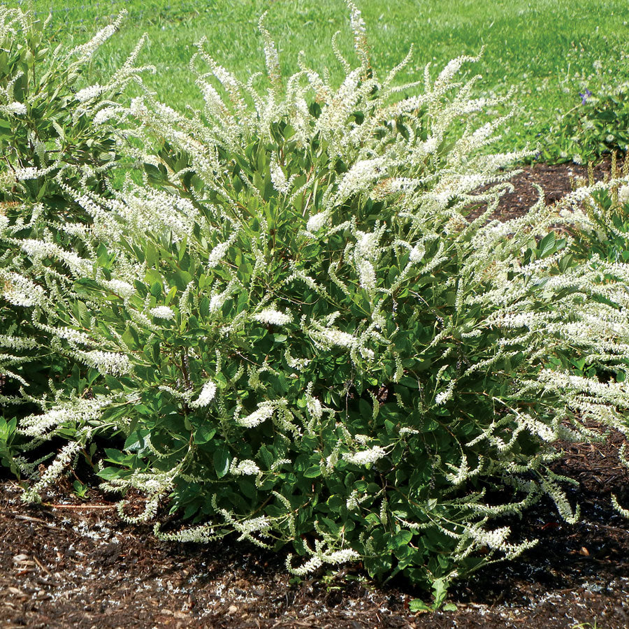 Clethra alnifolia 'Einstein'