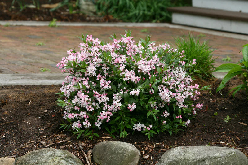 Deutzia 'NCDX2' Yuki Cherry Blossom