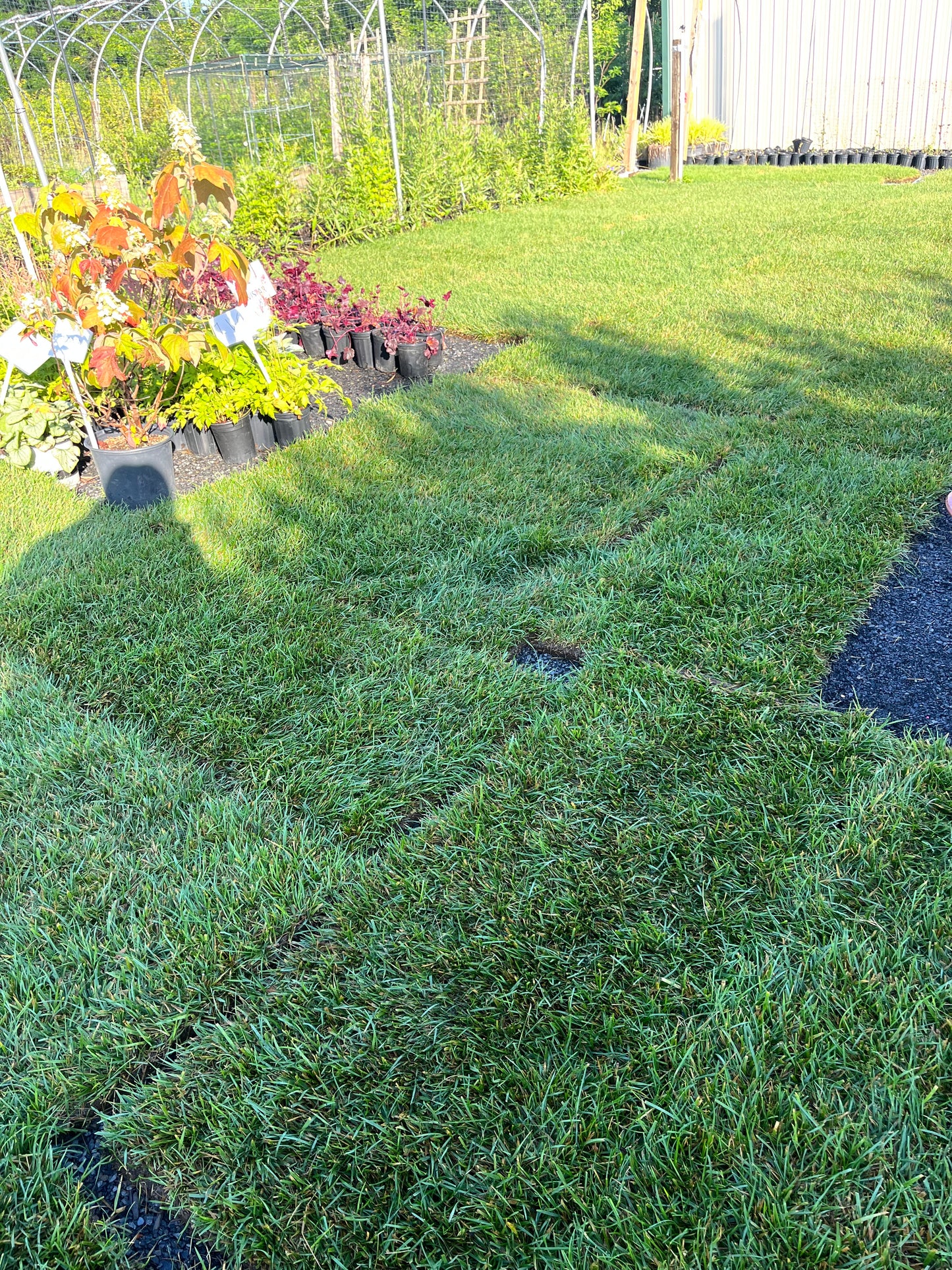 Sod - Tall Fescue