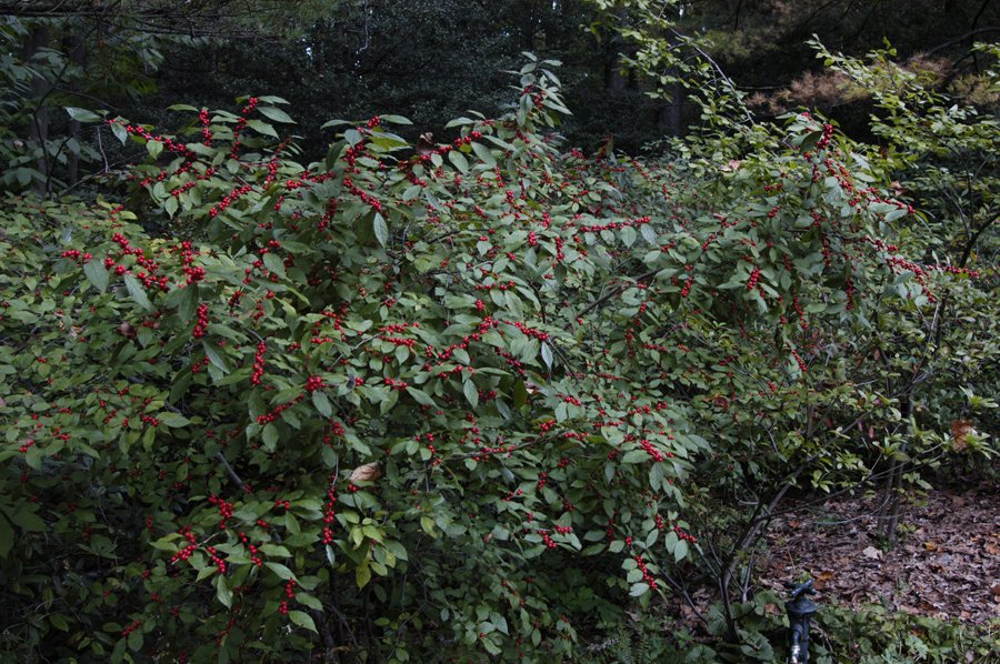 Ilex verticillata 'Winter Red'