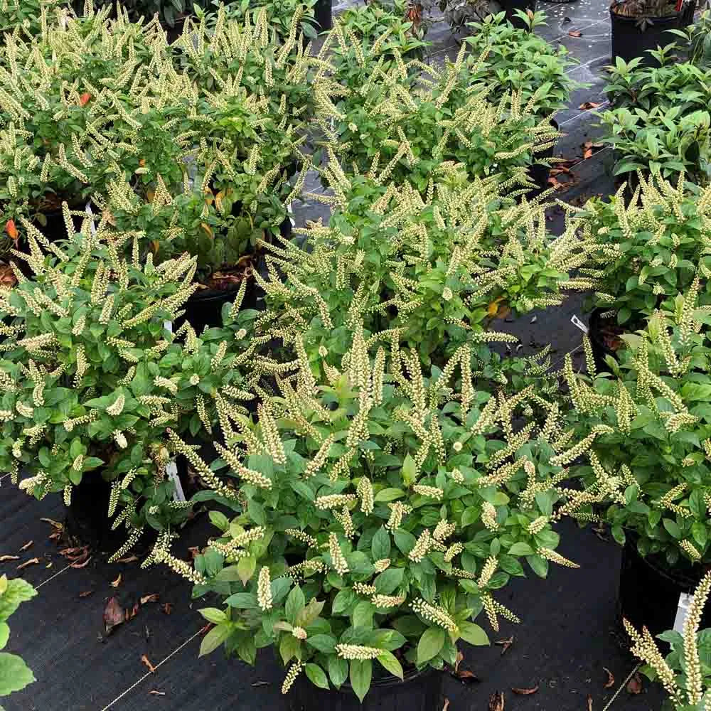 Itea virginica 'Love Child' - #3
