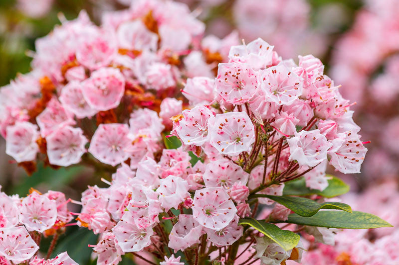Kalmia latifolia