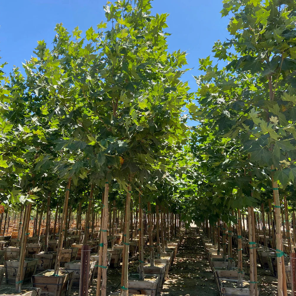 Platanus x acerifolia 'Columbia'