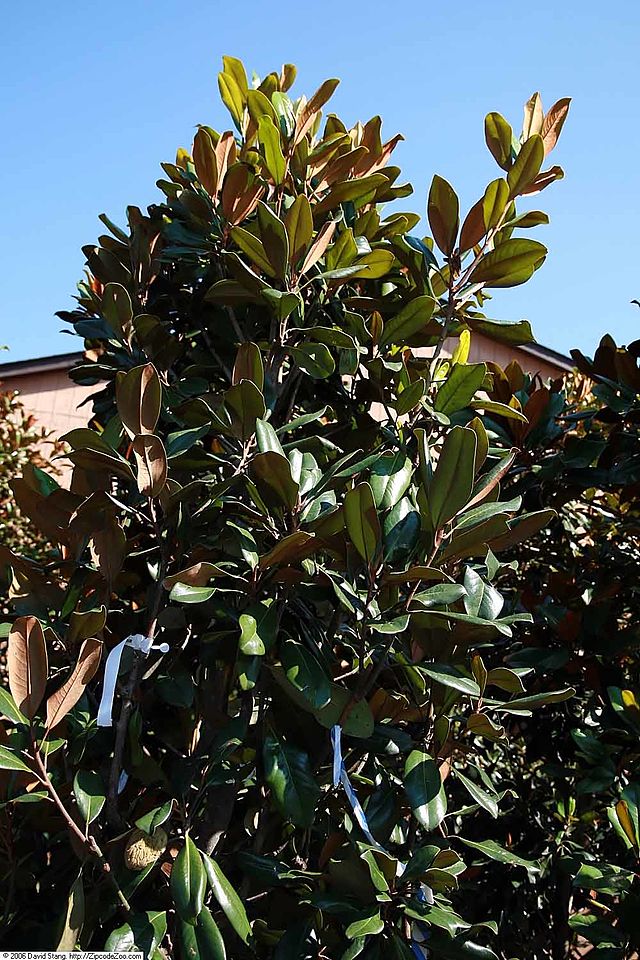 Magnolia grandiflora 'Edith Bogue'