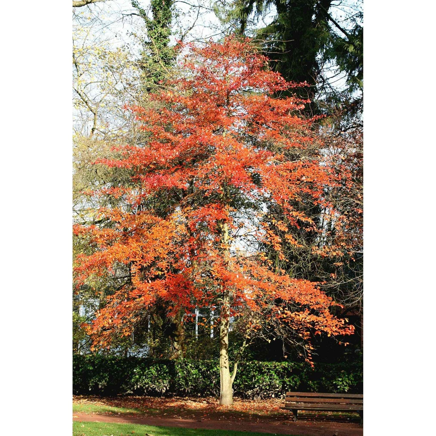 Nyssa sylvatica 'Black gum'