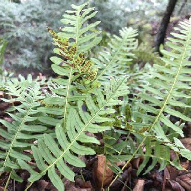 (GROWING) Polypdium virginianum - Rock Polypody #1