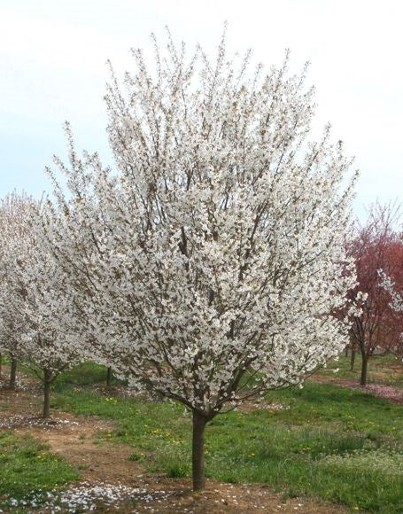 Prunus ‘Snow Goose’
