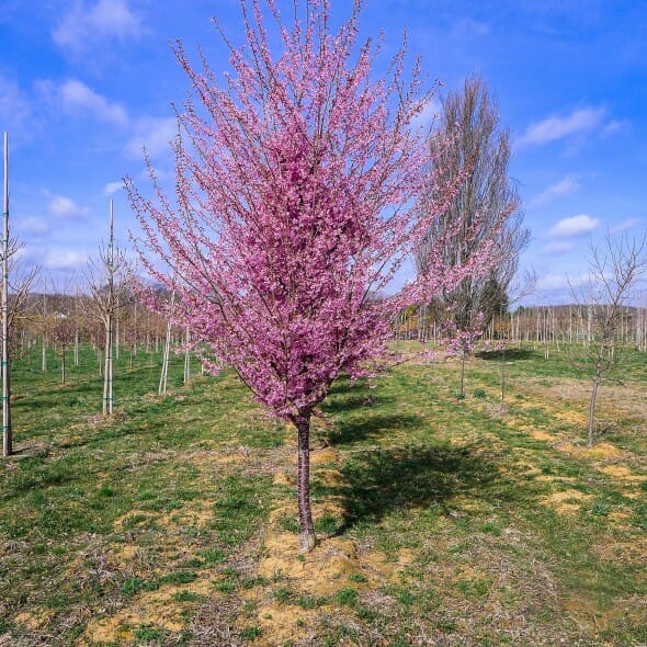 Prunus x incam 'Okame'
