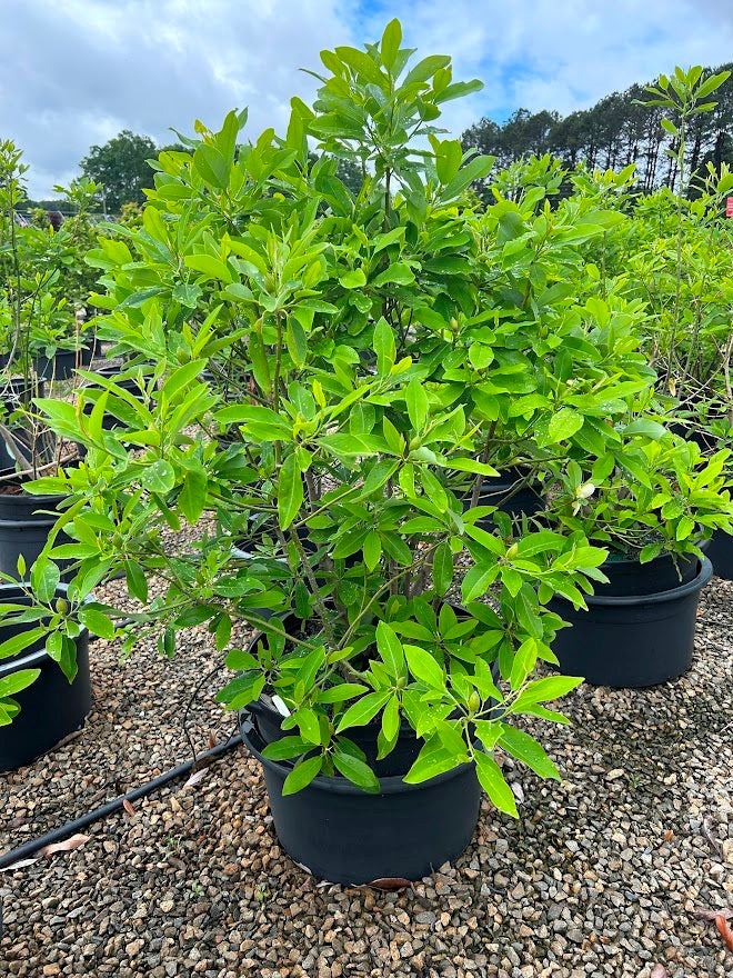 Magnolia viginiana 3-4'