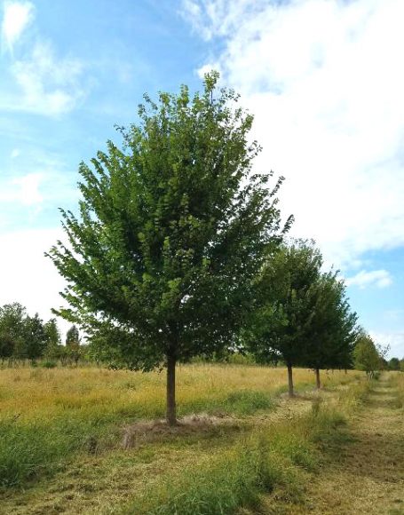 Ulmus americana 'Princeton'