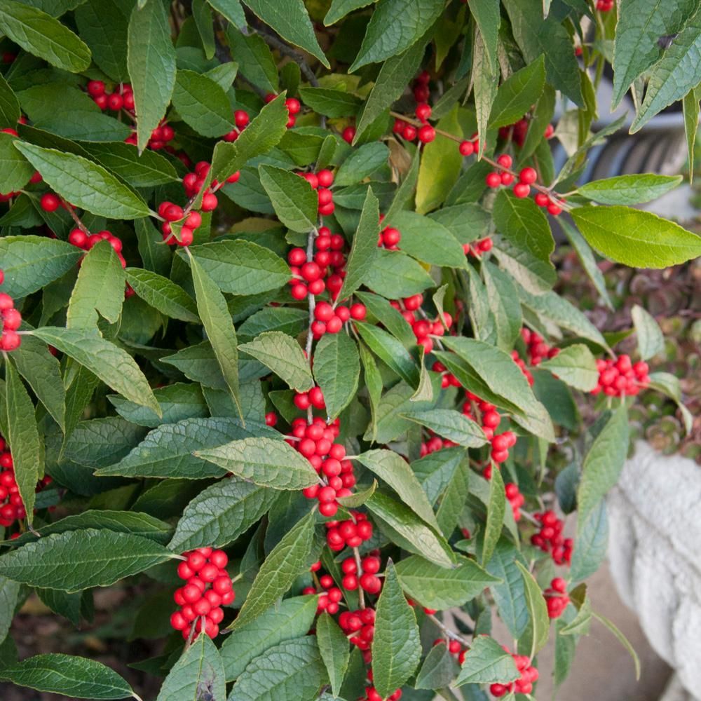 Ilex verticillata 'Southern Gentleman'