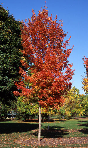 Acer saccharum 'Legacy Maple'