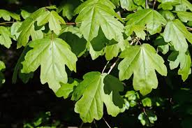 Acer campestre