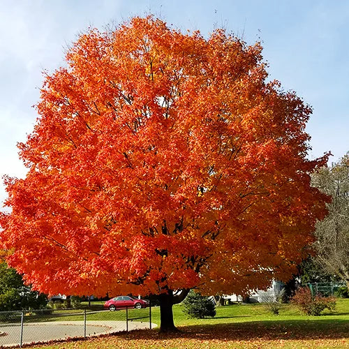 Acer rubrum 'October Glory' 1.5-2" cal B&B
