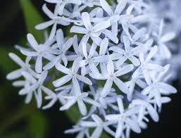 Amsonia Hubrichtii - 'Narrow Leaf Blue Star'/'Arkansas Amsonia' - #1