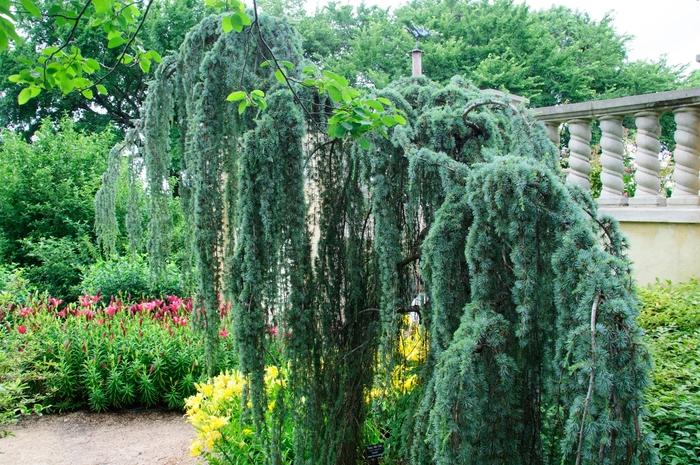 Cedrus atlantica glauca 'Pendula'