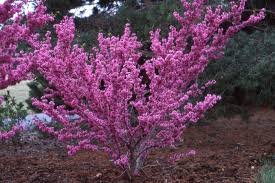 Cercis chinensis 'Avondale' #15