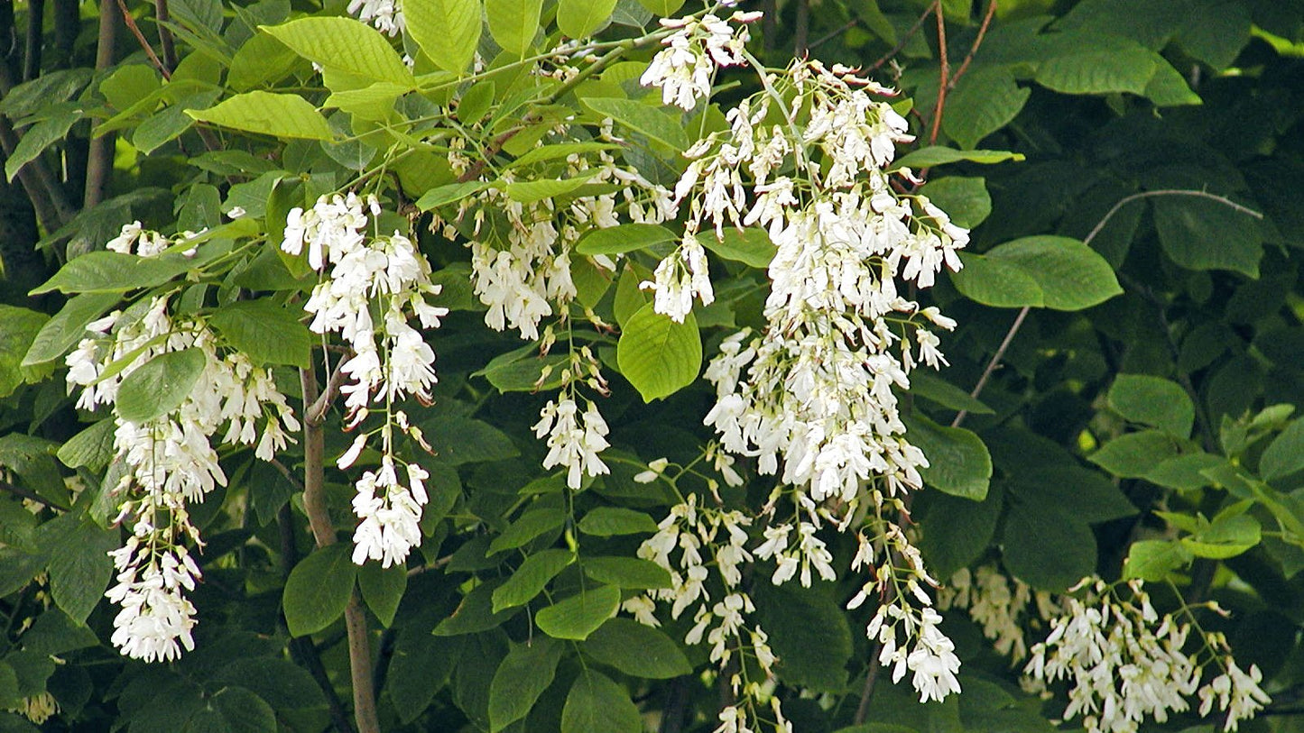 Cladrastis kentukea