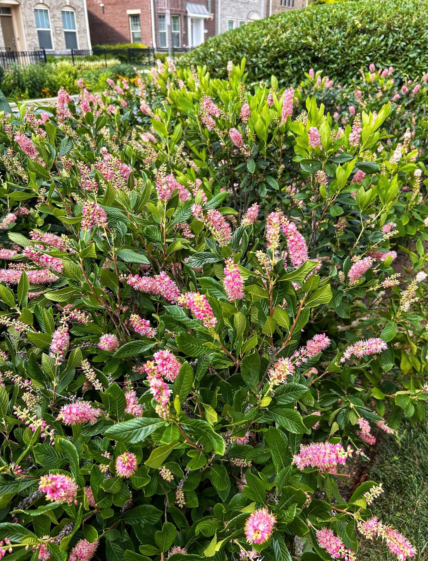 Clethra alnifolia 'Ruby Spice' #3
