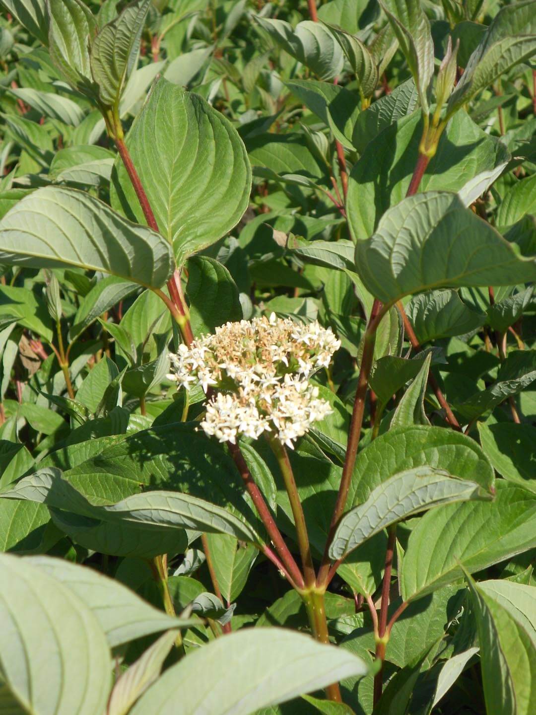 Cornus stolonifera 'Baileyi'