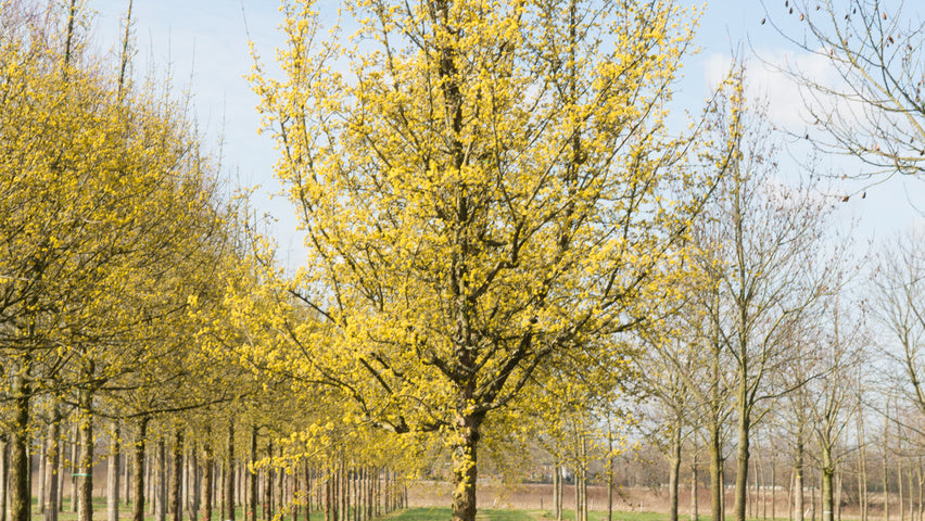 Cornus mas