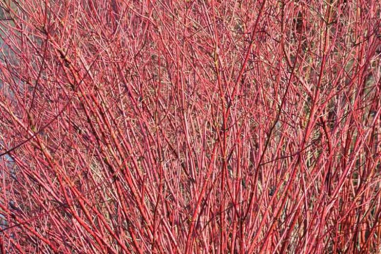 Cornus sericea