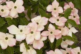 Cornus kousa 'Stellar Pink' 7' B&B