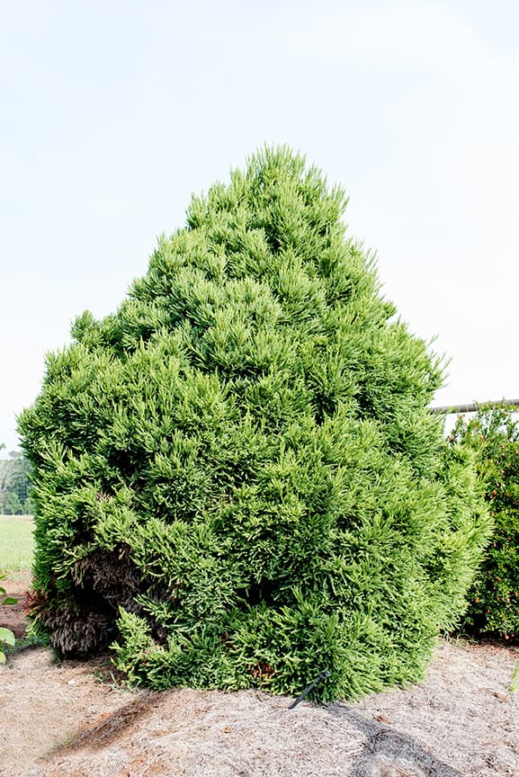 Cryptomeria japonica 'Chapel View'