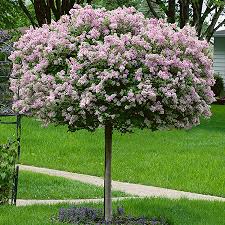 Syringa meyeri 'Palibin' #10