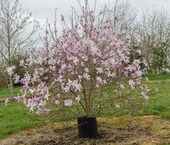 Magnolia loebneri ‘Leonard Messel’