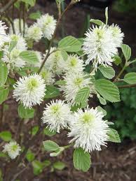 Fothergilla major ‘Mt Airy’ - Dwarf Fothergilla #1
