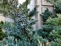 Juniperus virginiana 'Grey Owl' #3