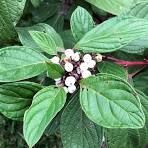 Cornus sericea 'ARTIC FIRE' #3