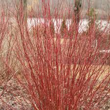 Cornus stolonifera #6 Red Twig Dogwood