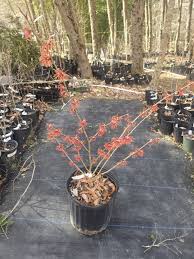 Hamamelis intermedia 'Diane' Hybrid Witch hazel #3