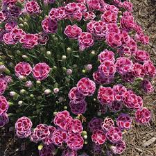Dianthus delilah purple bicolor #1