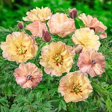 Paeonia 'Canary brilliance' #3