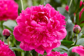 Paeonia 'Kansas' #2