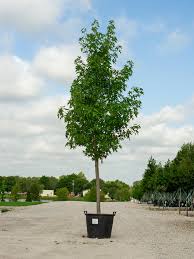Liquidambar styraciflua 'Cherokee Sweetgum' 2.5" cal.