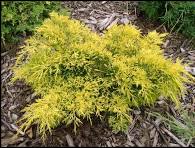 Juniperus chinensis 'GOLD LACE' - #3