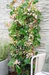 (GROWING) Schizophragma hydrangeoides 'Rose Sensation' Climbing Hydrangea Vine - #1