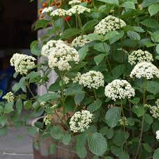 Viburnum dentatum 'Chicago Lustre' #3