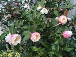 Camellia sasanqua asakura