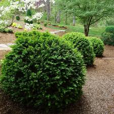 Buxus sempervirens - #5, 26"